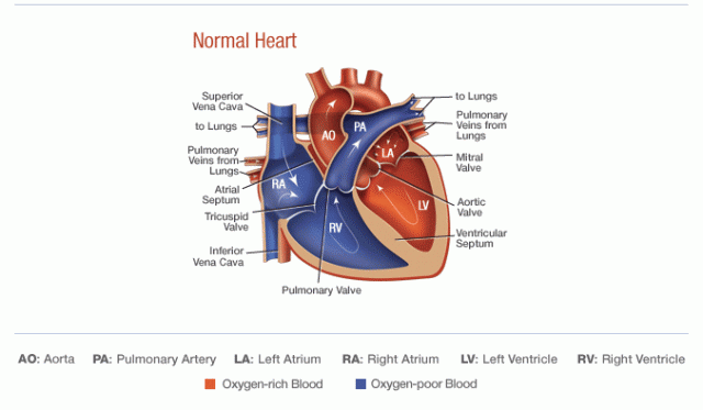 Cardio Images